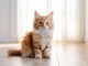 Fascino felino: scopri le razze di gatti più affascinanti