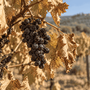 Vendemmia in calo del 7% tra caldo record e siccità. Plantvoice legge lo stress della vite prima che diventi visibile Vendemmia in calo del 7% tra caldo record e siccità. Plantvoice legge lo stress della vite prima che diventi visibile