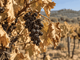 Vendemmia in calo del 7% tra caldo record e siccità. Plantvoice legge lo stress della vite prima che diventi visibile Vendemmia in calo del 7% tra caldo record e siccità. Plantvoice legge lo stress della vite prima che diventi visibile