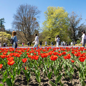Primo fine settimana di apertura da record per Villa Taranto: oltre 2.500 i visitatori