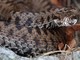 Una mostra fotografica per raccontare le biodiversità dall’Ossola al Ticino Una mostra fotografica per raccontare le biodiversità dall’Ossola al Ticino