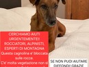 Appello urgente: servono rocciatori per salvare Eddy, la cagnolina bloccata tra le rocce della Valle Cannobina Appello urgente: servono rocciatori per salvare Eddy, la cagnolina bloccata tra le rocce della Valle Cannobina