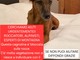 Appello urgente: servono rocciatori per salvare Eddy, la cagnolina bloccata tra le rocce della Valle Cannobina