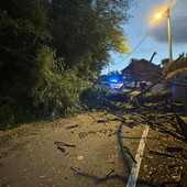 Ramate, albero cade sulla carreggiata: chiusa al traffico via Casale Ramate, albero cade sulla carreggiata: chiusa al traffico via Casale