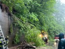 Valle Strona, pianta si abbatte sulla strada