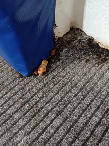 Funghi e muffe nella palestra del Forum