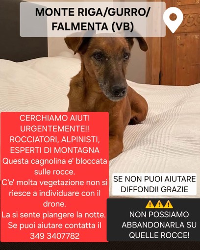 Appello urgente: servono rocciatori per salvare Eddy, la cagnolina bloccata tra le rocce della Valle Cannobina