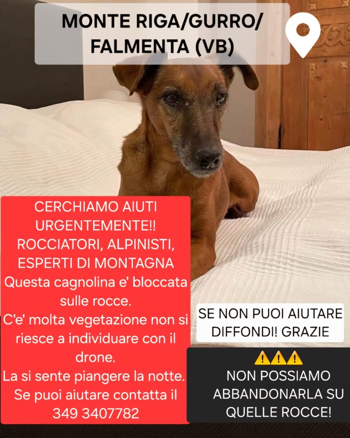 Appello urgente: servono rocciatori per salvare Eddy, la cagnolina bloccata tra le rocce della Valle Cannobina