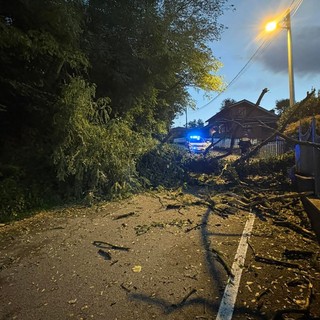 Ramate, albero cade sulla carreggiata: chiusa al traffico via Casale