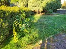 Parco delle Rimembranze a Casale Corte Cerro: la minoranza denuncia degrado e abbandono FOTO Parco delle Rimembranze a Casale Corte Cerro: la minoranza denuncia degrado e abbandono FOTO