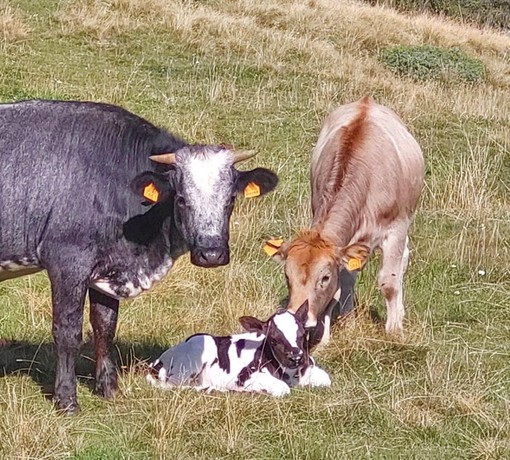 Scuola e territorio: nel Vco un accordo per rilanciare l’alpicoltura