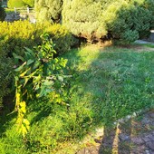 Parco delle Rimembranze a Casale Corte Cerro: la minoranza denuncia degrado e abbandono FOTO