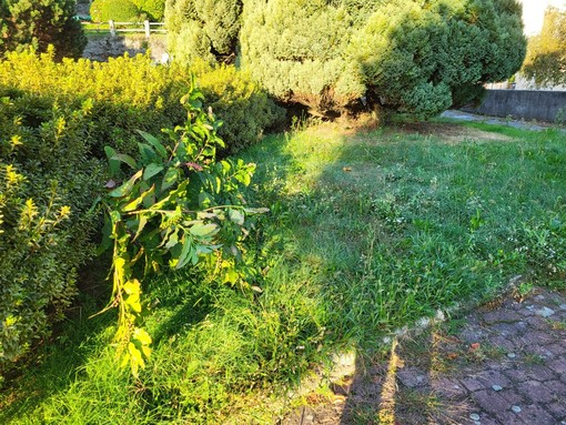 Parco delle Rimembranze a Casale Corte Cerro: la minoranza denuncia degrado e abbandono FOTO
