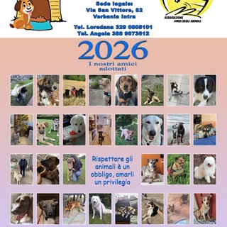 In vendita il calendario 2026 degli “Amici degli Animali” con le foto dei cani adottati