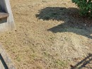 Omegna, nuove polemiche sulla manutenzione dell’area del monumento a Beltrami Omegna, nuove polemiche sulla manutenzione dell’area del monumento a Beltrami