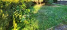 Parco delle Rimembranze a Casale Corte Cerro: la minoranza denuncia degrado e abbandono FOTO