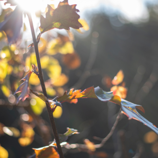 Ciao ciao estate, diamo il benvenuto all'autunno!