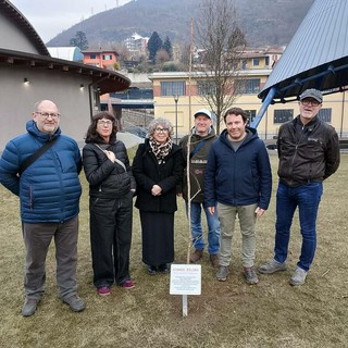 Un albero per promuovere la pace