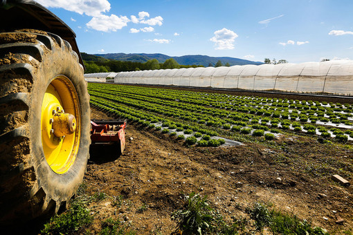 Agricoltura, Bongioanni: "Otto milioni di euro a disposizione del Piemonte per abbattere i costi del gasolio" Agricoltura, Bongioanni: "Otto milioni di euro a disposizione del Piemonte per abbattere i costi del gasolio"