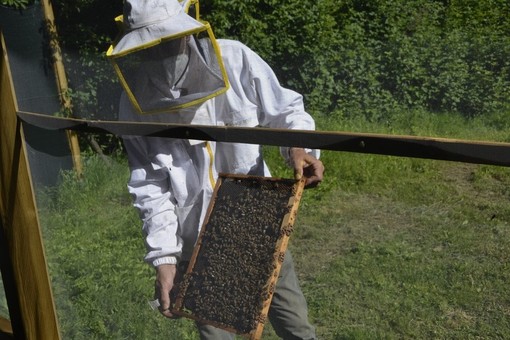 Cia Agricoltori Piemonte: &quot;La Regione riveda la suddivisione dei fondi per l'apicoltura&quot;