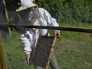 Api e miele, la Regione punta a rinforzare il ronzio: due milioni per l’apicoltura piemontese Api e miele, la Regione punta a rinforzare il ronzio: due milioni per l’apicoltura piemontese