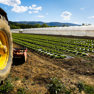 Agricoltura, Bongioanni: "Otto milioni di euro a disposizione del Piemonte per abbattere i costi del gasolio"