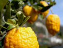 Tornano gli "Agrumi di Cannero" Tornano gli "Agrumi di Cannero"