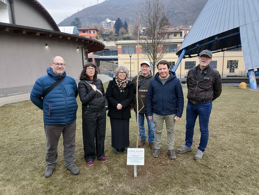 Un albero per promuovere la pace