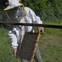 Api e miele, la Regione punta a rinforzare il ronzio: due milioni per l’apicoltura piemontese