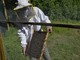 Dalla regione 1,6 milioni di euro per oltre quattrocento apicoltori piemontesi