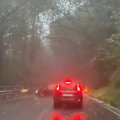 Violento temporale sul Verbano, albero cade sulla strada per Someraro Violento temporale sul Verbano, albero cade sulla strada per Someraro