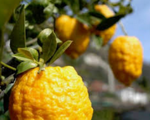 Slow Food protagonista de &quot;Gli agrumi di Cannero&quot; con conferenze e laboratori