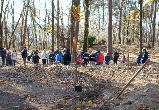 Grazie a Stresa Festival prende vita il bosco "Claudio Abbado"