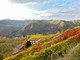 Dai sorì delle Langhe alla bottiglia: la filiera corta di Terrenostre Dai sorì delle Langhe alla bottiglia: la filiera corta di Terrenostre