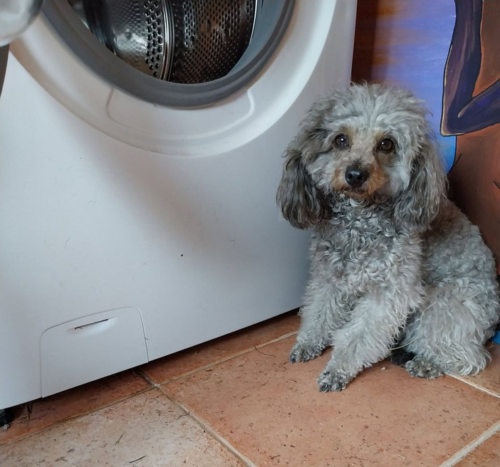 Tragedia sull'A26, salvata la cagnolina della vittima: sui social l'appello per ritrovare la famiglia Tragedia sull'A26, salvata la cagnolina della vittima: sui social l'appello per ritrovare la famiglia