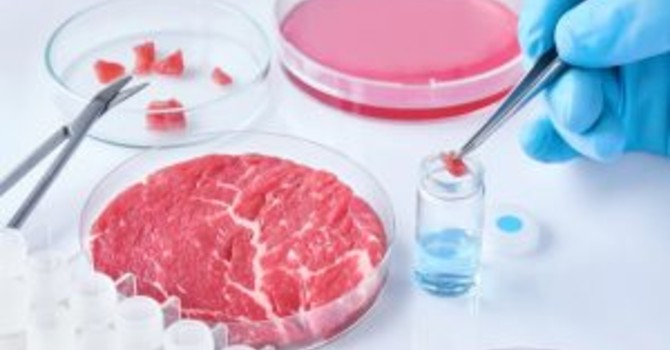 Cibo prodotto in laboratorio, Coldiretti Novara-Vco: “Restano dubbi su sicurezza e sostenibilità” Cibo prodotto in laboratorio, Coldiretti Novara-Vco: “Restano dubbi su sicurezza e sostenibilità”