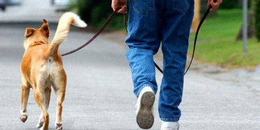 “A Verbania tanti padroni di cani maleducati”