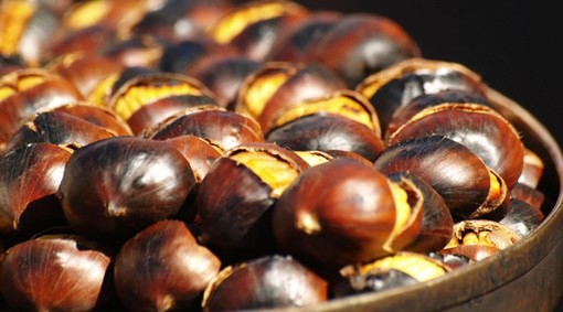 Castagne, il superfood d’autunno: in Piemonte produzione in crescita e qualità ottima