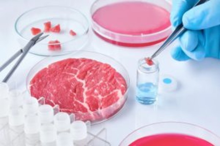 Cibo prodotto in laboratorio, Coldiretti Novara-Vco: “Restano dubbi su sicurezza e sostenibilità” Cibo prodotto in laboratorio, Coldiretti Novara-Vco: “Restano dubbi su sicurezza e sostenibilità”