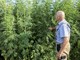 Coltivazione cannabis, via libera in Commissione in Regione