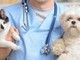 Inaugurato a Intra l’ambulatorio veterinario sociale Inaugurato a Intra l’ambulatorio veterinario sociale