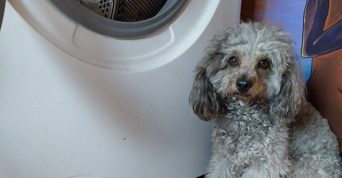 Tragedia sull'A26, salvata la cagnolina della vittima: sui social l'appello per ritrovare la famiglia Tragedia sull'A26, salvata la cagnolina della vittima: sui social l'appello per ritrovare la famiglia
