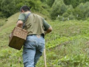 Torna attivo il servizio di micologia dell'Asl Vco per il controllo dei funghi spontanei