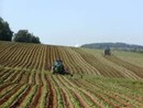 L'allarme di Coldiretti Piemonte: "Mancano 100mila lavoratori nei campi" L'allarme di Coldiretti Piemonte: "Mancano 100mila lavoratori nei campi"