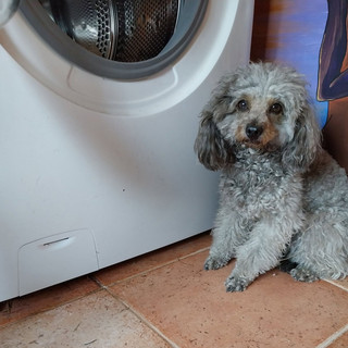 Tragedia sull'A26, salvata la cagnolina della vittima: sui social l'appello per ritrovare la famiglia