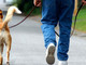 “A Verbania tanti padroni di cani maleducati”