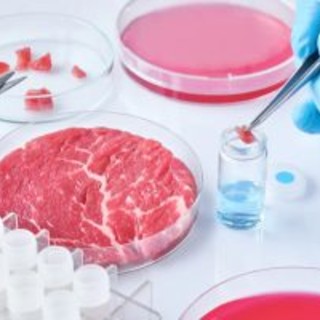 Cibo prodotto in laboratorio, Coldiretti Novara-Vco: “Restano dubbi su sicurezza e sostenibilità”