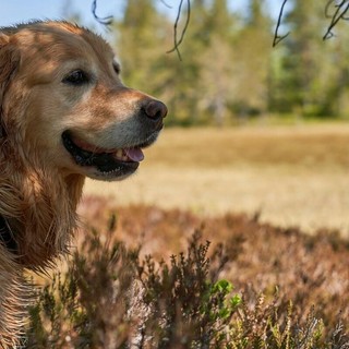 Amico Fido, l’app che aiuta a proteggere cani e gatti dai pericoli: oltre 35mila download in meno di un anno