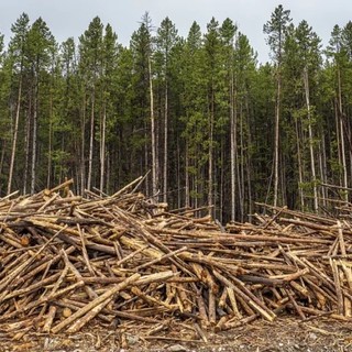 Coldiretti Piemonte: &quot;Ue, bene il rinvio per il regolamento sulla deforestazione&quot;