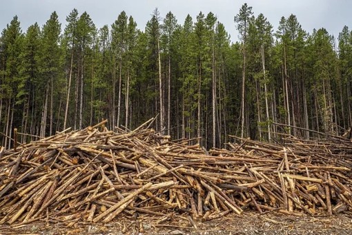 Coldiretti Piemonte: &quot;Ue, bene il rinvio per il regolamento sulla deforestazione&quot;